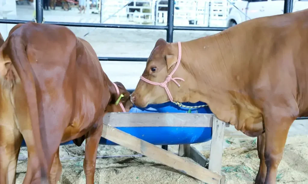 Expoagro vacas