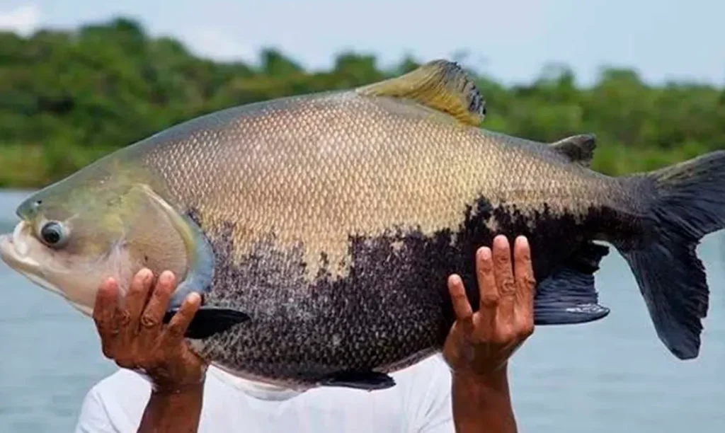 Tambaqui pescador